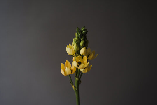 Yellow flower on dark grey backdrop