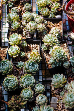 A large succulent collection in greenhouse