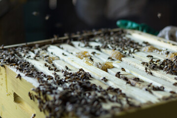 bees on the beehive