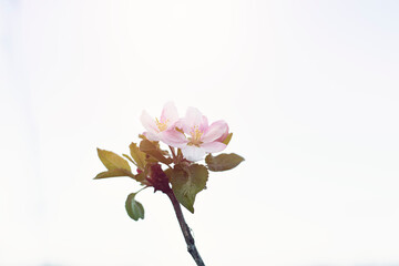 Naklejka na ściany i meble Apple tree blossom during spring season.High quality photo.
