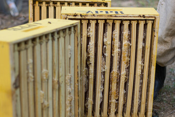 Obraz premium apiary