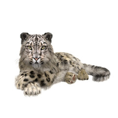 Snow Leopard lying with crossed legs. 3D illustration isolated on white.
