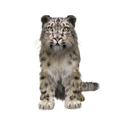 Obraz na płótnie Canvas Snow Leopard sitting. 3D illustration isolated on white.