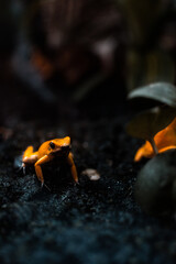 golden frog on the ground