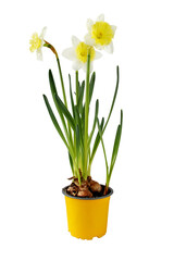 Naklejka na ściany i meble Daffodil houseplant. Narcissus spring bulbous plant in the pot isolated on white