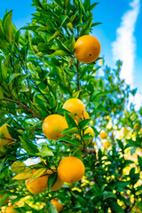 Closeup of ripe mandarins on tree