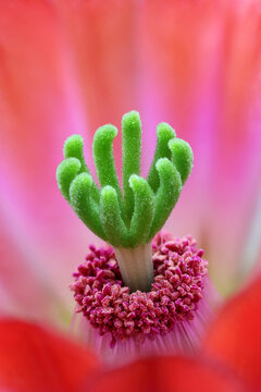 Exotic cactus flower macro