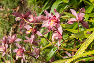 Obraz na płótnie Canvas Pink orchid in the botanical garden.