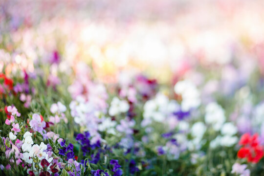 A field of abstract colorful sweet pea flowers