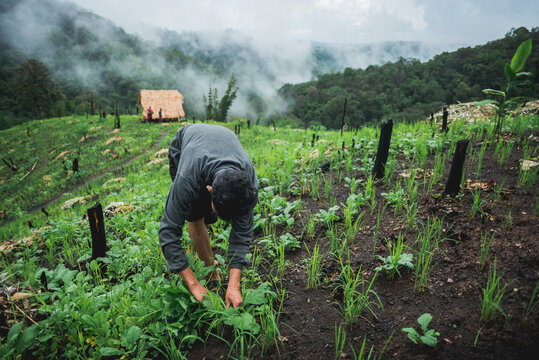 Karen people in his rotational farming