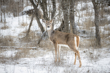 White tailed deer in snowy field.