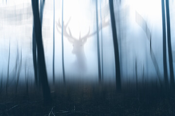 Obraz premium Gruseliger dunkler Nebel Wald mit Hirsch Silhouette