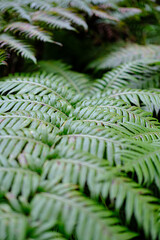 Fern macro or close up, Ferns wallpaper, natural desktop, leaves background.