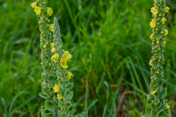 plants common mullein with flower close up view Verbascum thapsus
