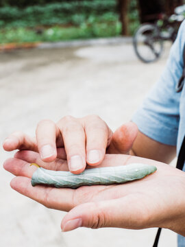 moth caterpillar in hand
