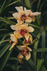  yellow orchid flower, Orchid flower in a botanical garden, close up of a colorful flower