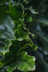 Tropical leaves of Monstera, a background of leaves, natural wallpaper, exotic background, macro of nature