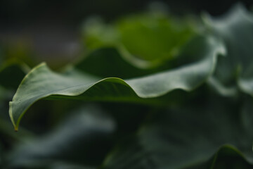 close up of a leaf, natural background, texture of a leaf 