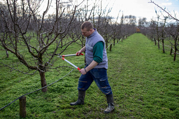 Farmer pruning fruit tree