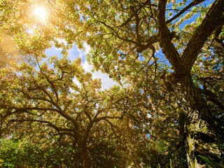 Apple tree blossoms above the garden flowerbeds