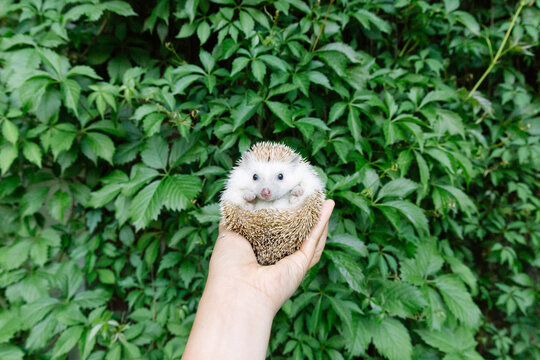 Cute hedgehog in front of green plants