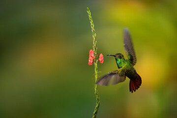 Rufous-tailed Hummingbird - Amazilia tzacatl medium-sized hummingbird, from Mexico, Colombia, Venezuela and Ecuador to Peru. Green and rufous bird on the red or orange blossom