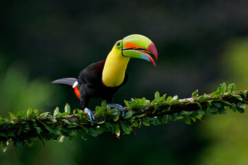 Kielschnabeltukan - Ramphastos sulfuratus auch bekannt als Schwefelbrusttukan oder Regenbogenschnabeltukan, lateinamerikanischer bunter Vogel, Nationalvogel von Belize, Abends im Dunkeln