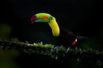 Keel-billed Toucan - Ramphastos sulfuratus  also known as sulfur-breasted toucan or rainbow-billed toucan, Latin American colourful bird, national bird of Belize, In the dark in the evening © phototrip.cz