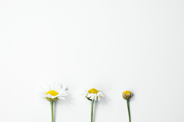 Three phases of life