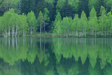 幌加内町　新緑の朱鞠内湖
