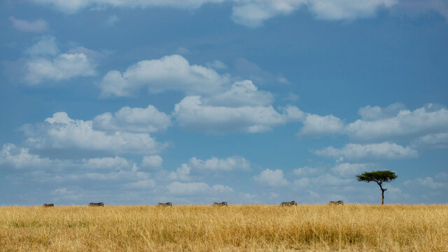 Six zebras walking in a row in the bush, Kenya