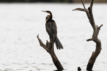 African darter in Chobe River, Botswana