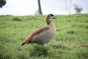 Fauna acuática fotografiada en Madrid
aquatic fauna photographed in Madrid
