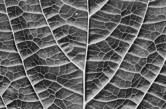 Black and white leaf texture