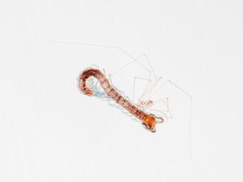 A spider is feeding on a centipede
