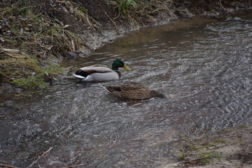 Fauna acuática fotografiada en Madrid
aquatic fauna photographed in Madrid