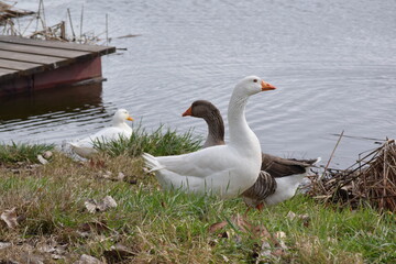 Fauna acuática fotografiada en Madrid
aquatic fauna photographed in Madrid