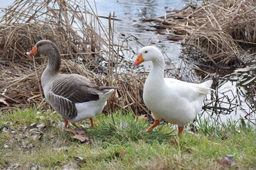 Fauna acuática fotografiada en Madrid
aquatic fauna photographed in Madrid