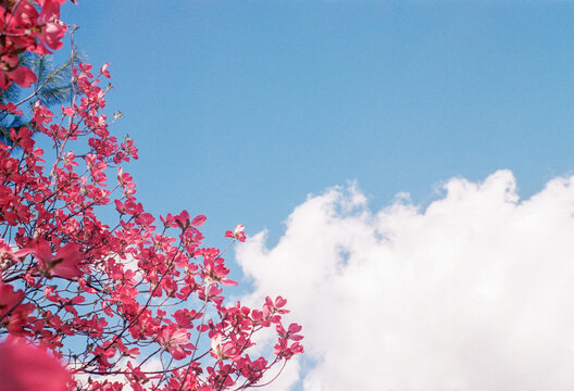 Red dogwood flowers resembling butterflies in front of a blue cloudy sky