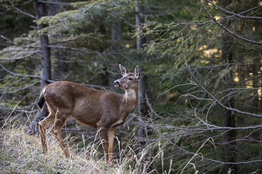 Black-Tailed Deer Along the Edge of the Woods in Washington
