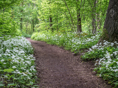 Wild Garlic blooming in German Forest in Spring