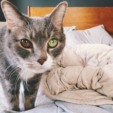 Two Toned Cat Eyes