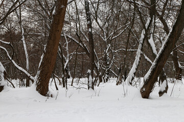 The forest in snow in winter 