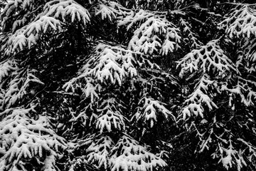 Real snowy tree texture [bump map]