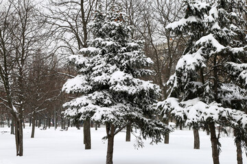 spruce in the snow in the park