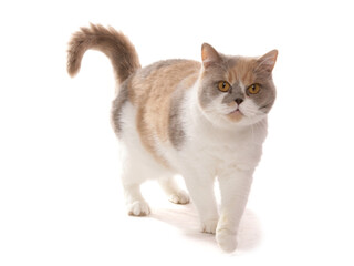 British Shorthair lilac cream and white Cat