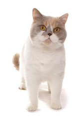 British Shorthair lilac cream and white Cat