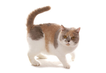 British Shorthair lilac cream and white Cat