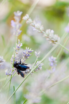 Carpenter bee sucking nectar from lavanda flowers
