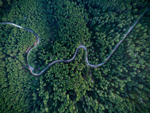 Aerial scene of the green woods of high mountains.